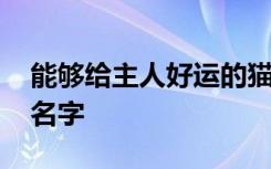 能够给主人好运的猫咪名字 比较特别的猫咪名字