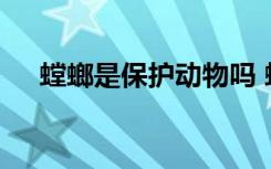 螳螂是保护动物吗 螳螂是不是保护动物