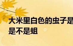 大米里白色的虫子是蛆吗 大米里白色的虫子是不是蛆