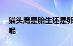 猫头鹰是胎生还是卵生 猫头鹰属于什么动物呢