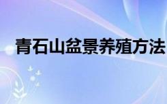 青石山盆景养殖方法 青石山盆景如何养殖