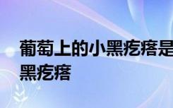 葡萄上的小黑疙瘩是什么 为什么葡萄上有小黑疙瘩