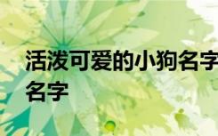 活泼可爱的小狗名字 有哪些活泼可爱的小狗名字