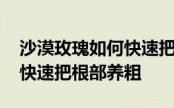 沙漠玫瑰如何快速把根部养粗 沙漠玫瑰怎么快速把根部养粗