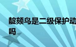 靛颏鸟是二级保护动物吗 靛颏鸟是保护动物吗