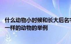 什么动物小时候和长大后名字不一样 小时候和长大后名字不一样的动物的举例