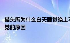 猫头鹰为什么白天睡觉晚上不睡觉 猫头鹰白天睡觉晚上不睡觉的原因