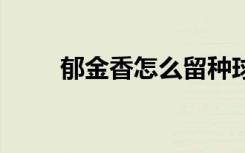 郁金香怎么留种球 郁金香怎么培育