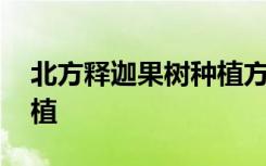 北方释迦果树种植方法 北方释迦果树如何种植