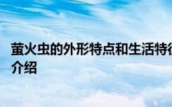 萤火虫的外形特点和生活特征 萤火虫的外形特点和生活特征介绍