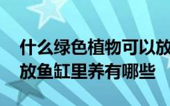 什么绿色植物可以放鱼缸里养 绿色植物可以放鱼缸里养有哪些