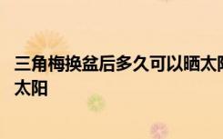 三角梅换盆后多久可以晒太阳 三角梅换盆后多长时间可以晒太阳