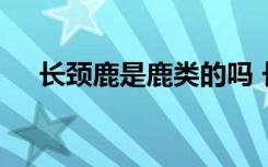 长颈鹿是鹿类的吗 长颈鹿是不是鹿类的