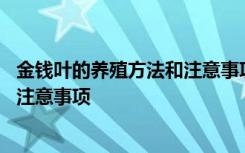 金钱叶的养殖方法和注意事项 快速了解金钱树的养殖方法和注意事项