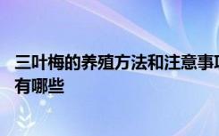 三叶梅的养殖方法和注意事项 三叶梅的养殖方法和注意事项有哪些