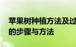 苹果树种植方法及过程 苹果树的种植与管理的步骤与方法