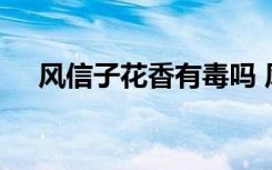 风信子花香有毒吗 风信子花香有没有毒