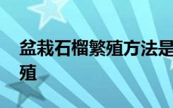 盆栽石榴繁殖方法是怎样的 盆栽石榴如何繁殖