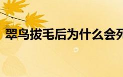 翠鸟拔毛后为什么会死 翠鸟拔毛后为何会死