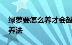 绿萝要怎么养才会越来越多 绿萝越来越多的养法