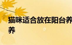 猫咪适合放在阳台养吗 猫咪能不能放在阳台养