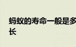 蚂蚁的寿命一般是多长时间 蚂蚁的寿命是多长