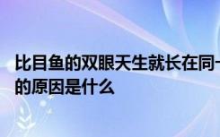 比目鱼的双眼天生就长在同一侧吗 比目鱼的双眼长在同一侧的原因是什么