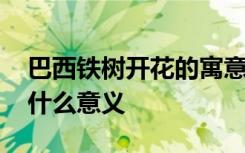 巴西铁树开花的寓意是什么 巴西铁树开花有什么意义