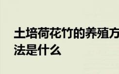 土培荷花竹的养殖方法 土培荷花竹的养殖方法是什么