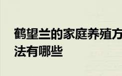 鹤望兰的家庭养殖方法 鹤望兰的家庭养殖方法有哪些