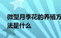 微型月季花的养殖方法 微型月季花的养殖方法是什么