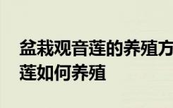 盆栽观音莲的养殖方法和注意事项 盆栽观音莲如何养殖