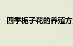 四季栀子花的养殖方法 四季栀子花怎样养