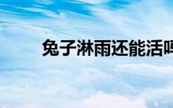 兔子淋雨还能活吗 兔子淋雨会死吗