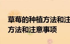 草莓的种植方法和注意事项 草莓盆栽的养殖方法和注意事项