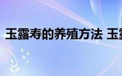 玉露寿的养殖方法 玉露寿的养殖方法是什么