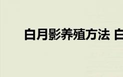 白月影养殖方法 白月影养殖方法介绍