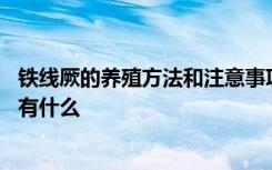 铁线厥的养殖方法和注意事项 铁线厥的养殖方法和注意事项有什么