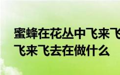 蜜蜂在花丛中飞来飞去干什么 蜜蜂在花丛中飞来飞去在做什么