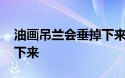 油画吊兰会垂掉下来吗 油画吊兰会不会垂掉下来