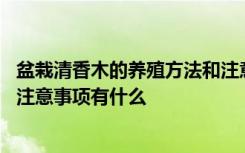 盆栽清香木的养殖方法和注意事项 盆栽清香木的养殖方法和注意事项有什么