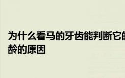 为什么看马的牙齿能判断它的年龄 看马的牙齿能判断它的年龄的原因