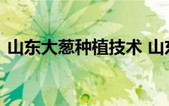 山东大葱种植技术 山东大葱种植技术是什么