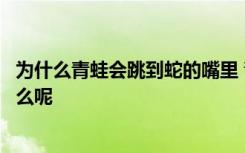 为什么青蛙会跳到蛇的嘴里 青蛙会跳到蛇的嘴里的原因是什么呢