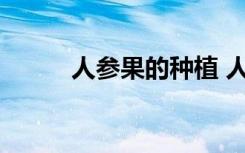 人参果的种植 人参果怎么样种植