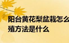 阳台黄花梨盆栽怎么养 阳台黄花梨盆栽的养殖方法是什么