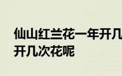 仙山红兰花一年开几次花 仙山红兰花每年能开几次花呢