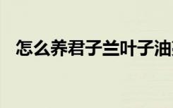 怎么养君子兰叶子油亮 养护君子兰的教程