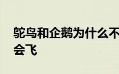 鸵鸟和企鹅为什么不会飞 鸵鸟和企鹅为啥不会飞