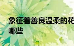 象征着善良温柔的花 象征着善良温柔的花有哪些